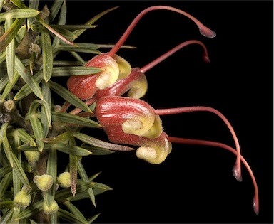 APII jpeg image of Grevillea tripartita subsp. tripartita  © contact APII