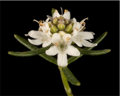 APII jpeg image of Westringia cephalantha  © contact APII