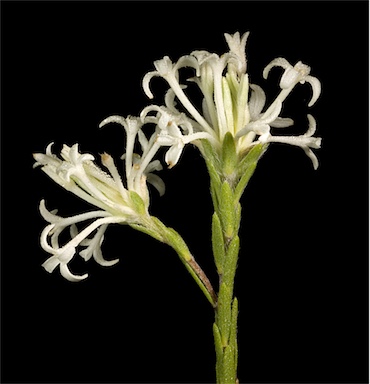 APII jpeg image of Pimelea longiflora subsp. longiflora  © contact APII