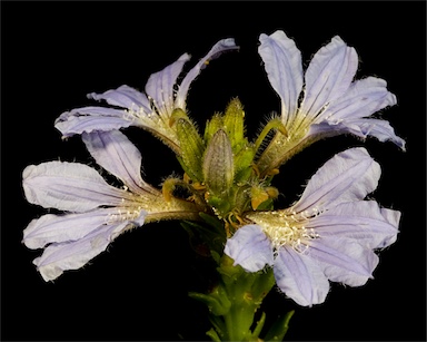 APII jpeg image of Scaevola nitida  © contact APII