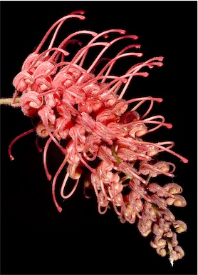APII jpeg image of Grevillea bipinnatifida subsp. bipinnatifida  © contact APII