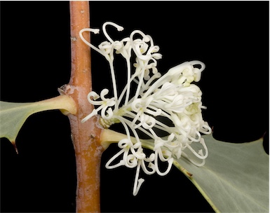 APII jpeg image of Hakea cristata  © contact APII