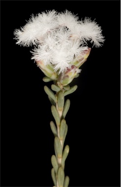 APII jpeg image of Leucopogon sp. Avon (J.Buegge D34)  © contact APII