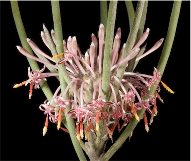 APII jpeg image of Isopogon scabriusculus subsp. stenophyllus  © contact APII
