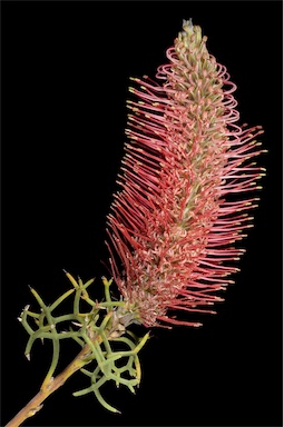 APII jpeg image of Grevillea paradoxa  © contact APII