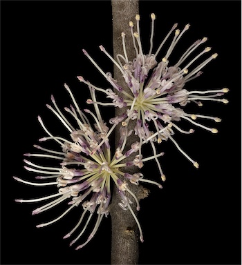 APII jpeg image of Hakea subsulcata  © contact APII