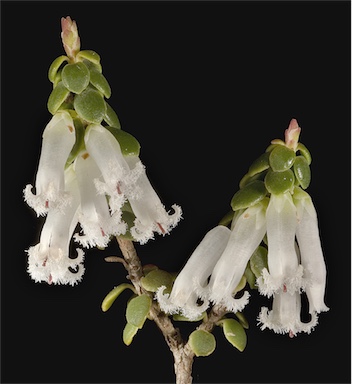 APII jpeg image of Leucopogon dielsianus  © contact APII