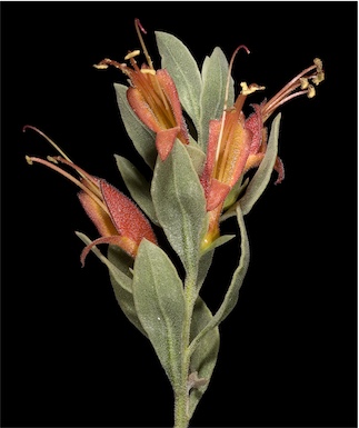 APII jpeg image of Eremophila glabra  © contact APII