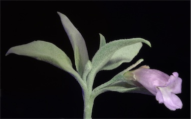 APII jpeg image of Eremophila tietkensii  © contact APII