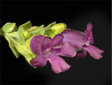 APII jpeg image of Eremophila platythamnos subsp. exotrachys  © contact APII
