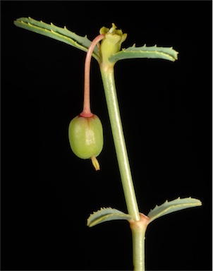 APII jpeg image of Euphorbia boophthona  © contact APII