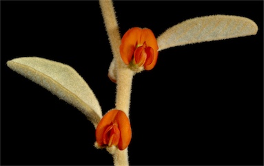 APII jpeg image of Tephrosia arenicola  © contact APII