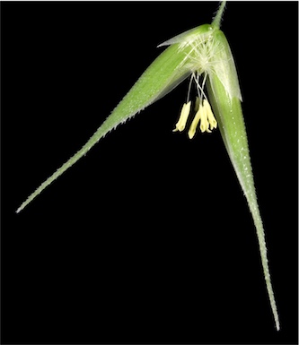 APII jpeg image of Ehrharta longiflora  © contact APII