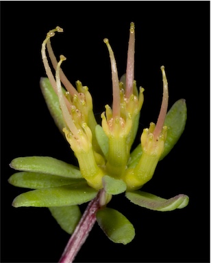 APII jpeg image of Darwinia thymoides  © contact APII