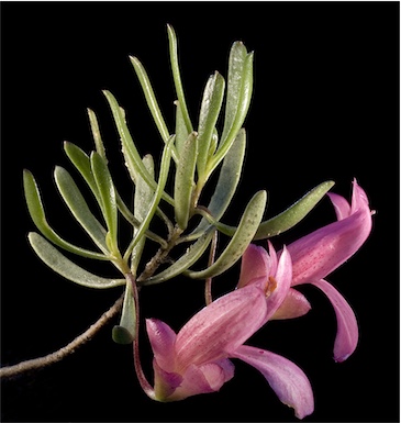 APII jpeg image of Eremophila alternifolia  © contact APII