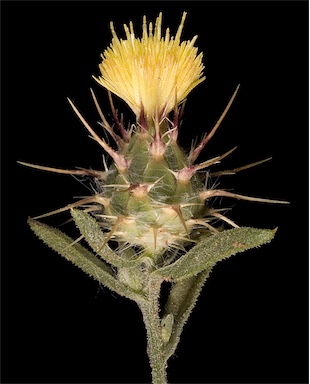 APII jpeg image of Centaurea melitensis  © contact APII