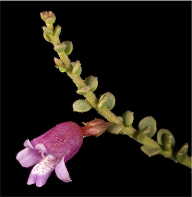 APII jpeg image of Eremophila parvifolia subsp. parvifolia  © contact APII