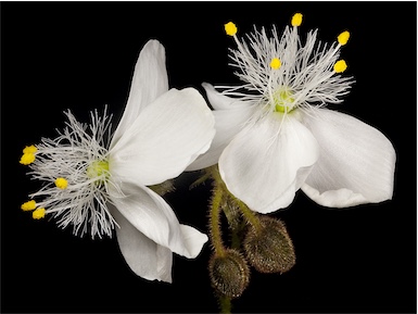 APII jpeg image of Drosera menziesii subsp. penicillaris  © contact APII