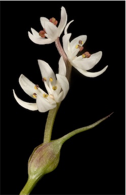 APII jpeg image of Wurmbea dioica subsp. alba  © contact APII