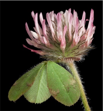 APII jpeg image of Trifolium hirtum  © contact APII