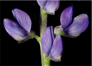 APII jpeg image of Lupinus angustifolius  © contact APII