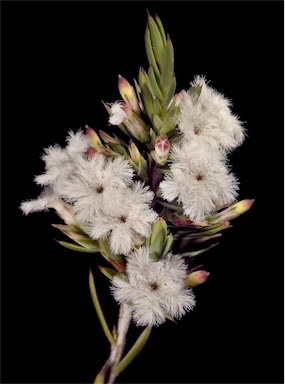 APII jpeg image of Leucopogon sp. Great Southern (R.S.Cowan A586)  © contact APII