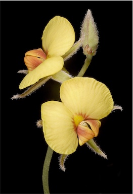 APII jpeg image of Jacksonia restioides  © contact APII