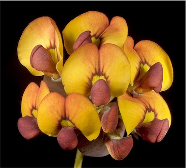 APII jpeg image of Daviesia cordata  © contact APII