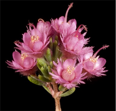 APII jpeg image of Verticordia plumosa var. brachyphylla  © contact APII
