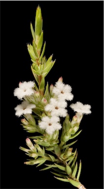 APII jpeg image of Leucopogon sp. Great Southern (R.S.Cowan A586)  © contact APII