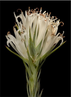 APII jpeg image of Andersonia sp. Saxatilis (F. & J.Hort 3324)  © contact APII