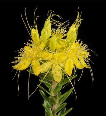 APII jpeg image of Calytrix aurea  © contact APII