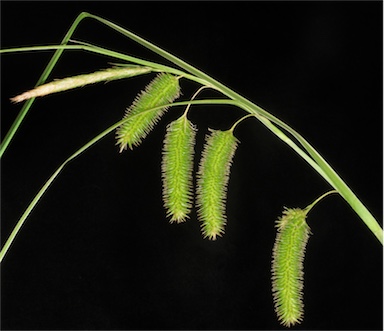 APII jpeg image of Carex fascicularis  © contact APII