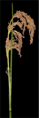 APII jpeg image of Baumea articulata  © contact APII