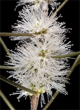 APII jpeg image of Melaleuca teretifolia  © contact APII