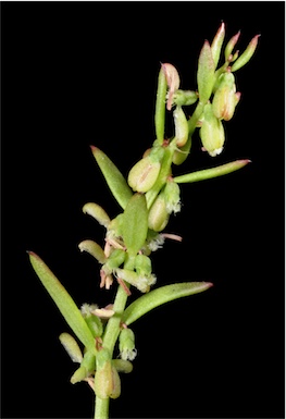 APII jpeg image of Trihaloragis hexandra subsp. integrifolia  © contact APII