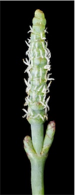 APII jpeg image of Sarcocornia quinqueflora subsp. quinqueflora  © contact APII