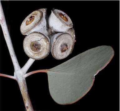 APII jpeg image of Eucalyptus orbifolia  © contact APII