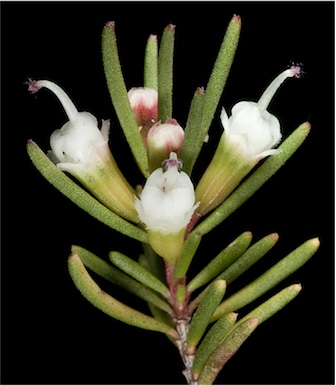APII jpeg image of Chamelaucium sp. Cataby (G.J.Keighery 11009)  © contact APII