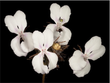 APII jpeg image of Stylidium stenosepalum  © contact APII