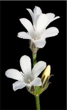 APII jpeg image of Logania spermacocea  © contact APII