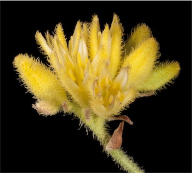 APII jpeg image of Conostylis aculeata subsp. spinuligera  © contact APII