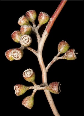 APII jpeg image of Eucalyptus spathulata subsp. spathulata  © contact APII
