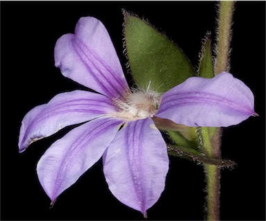 APII jpeg image of Scaevola platyphylla  © contact APII