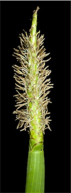 APII jpeg image of Eleocharis sphacelata  © contact APII