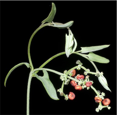 APII jpeg image of Einadia nutans subsp. eremaea  © contact APII