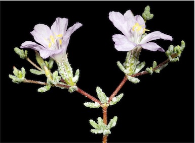APII jpeg image of Frankenia pauciflora  © contact APII