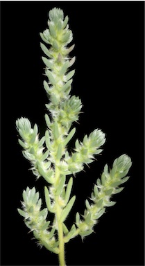 APII jpeg image of Sclerolaena densiflora  © contact APII