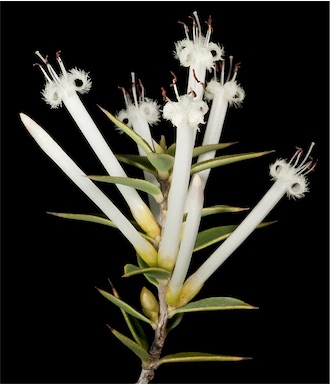 APII jpeg image of Styphelia tenuiflora  © contact APII