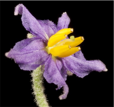 APII jpeg image of Solanum terraneum  © contact APII